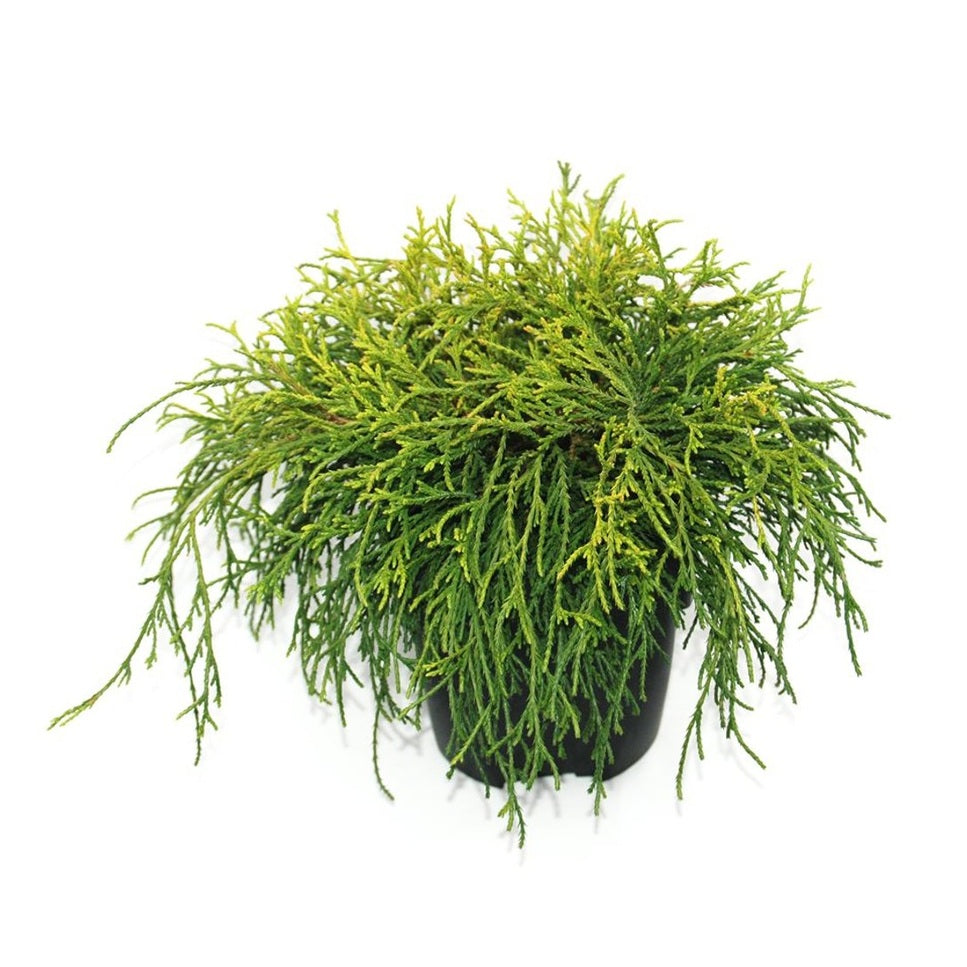 Ädelcypress – Chamaecyparis pisifera 'Sungold' - C2